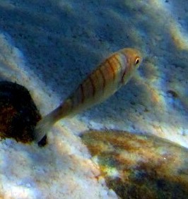 Under Water